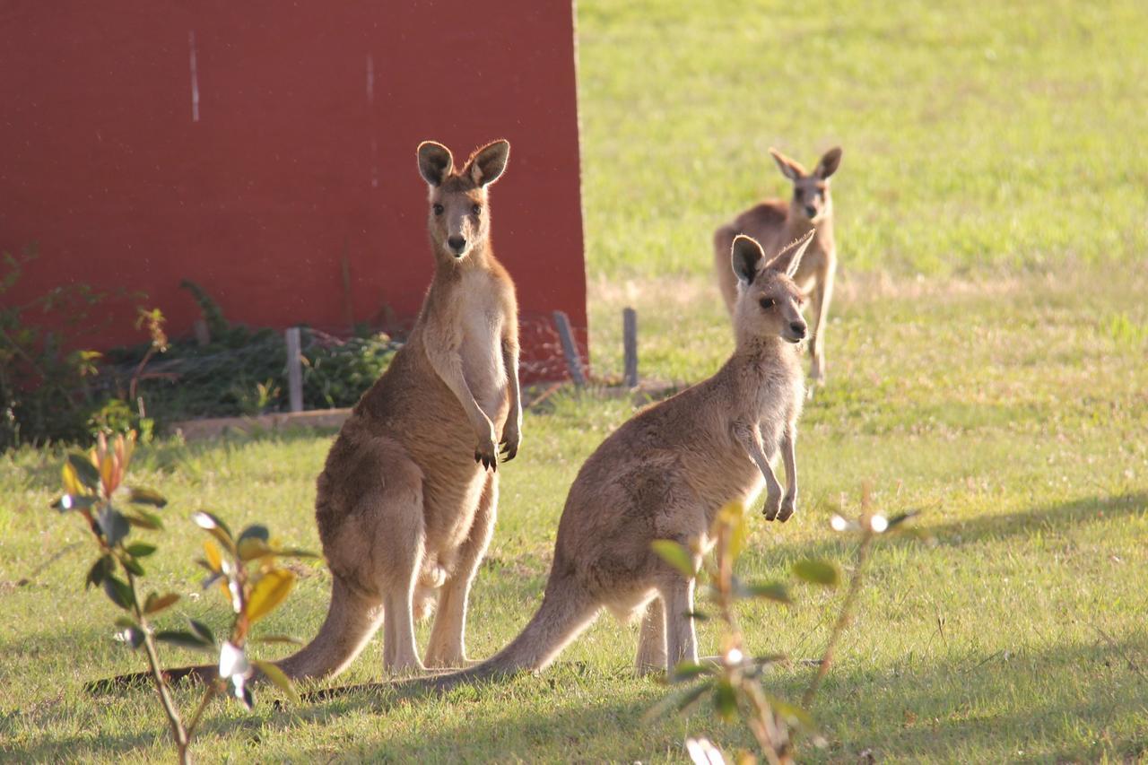 Bed and Breakfast Grovely House Stanthorpe Exterior foto